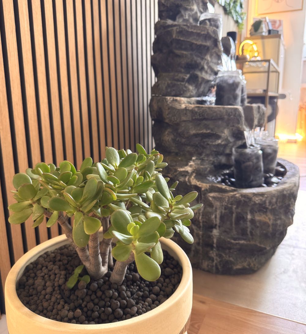 Plante de jade et fontaine en pierre, dans la lumière du cabinet